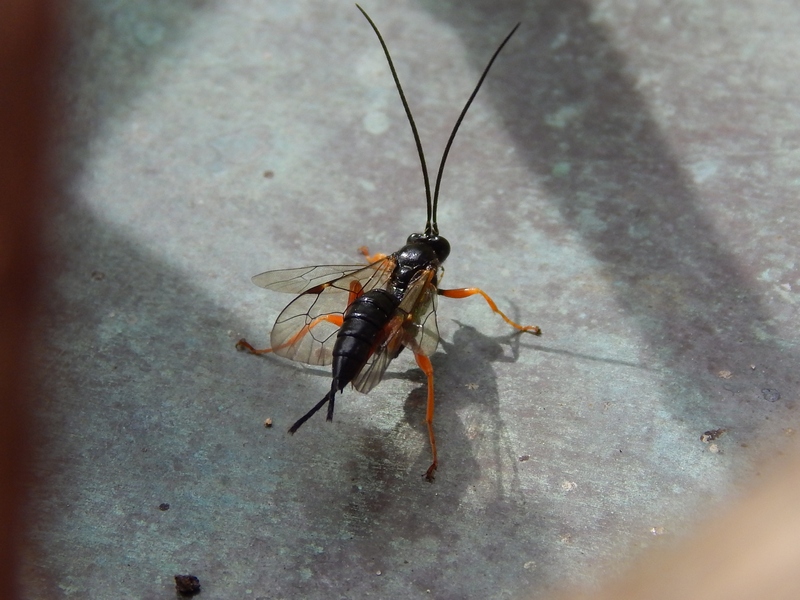 Ichneumonidae da id